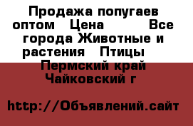 Продажа попугаев оптом › Цена ­ 500 - Все города Животные и растения » Птицы   . Пермский край,Чайковский г.